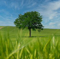 Baum mitten im Weizenfeld - Frühling Oberösterreich 