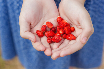 a girl holds red sweet strawberries crop in her hands