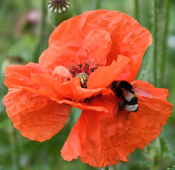 A bumblebee on a red poppy close up photo, made in Weert the Netherlands
