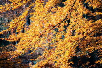 Close up of big root of very old tree surrounded by yellow and green leaves. Stump of felled tree with messy roots in colorful autumn forest. Concept of nature and environment.