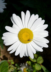 Obraz premium white daisy in the garden