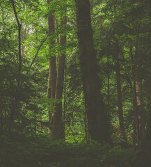 Pesenbachtal Oberösterreich