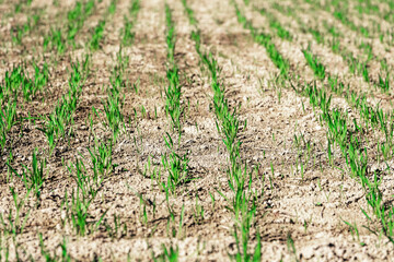Young green small wheat or oat or rye seedlings growing on a agricultural field in spring lit by morning sun. Rows of rye sprouts growing in the soil