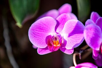 Close up de orquídeas com luz dura e contrastada, com cores fortes. Macro de flores isoladas