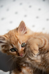 gatto dolce primo piano