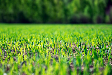 Agricultural field with little green young wheat or rye or oat sprouts growing in spring with a forest on the background