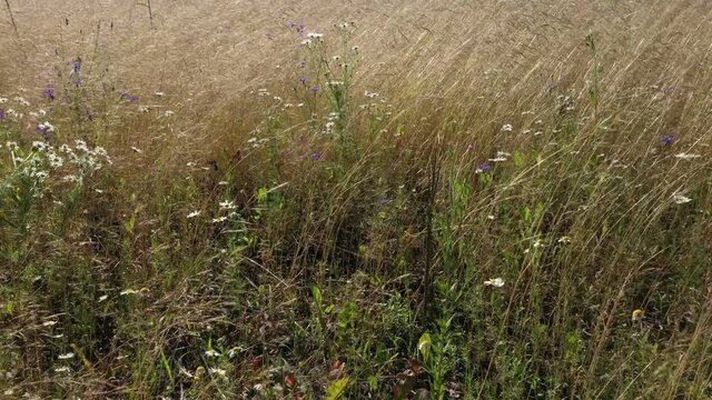 Yellow Field Grass On The Field