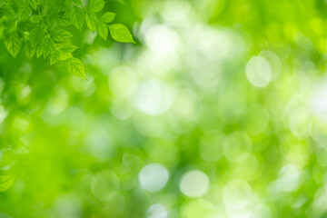 Obraz premium Nature of green leaf in garden at summer. Natural green leaves plants using as spring background cover page greenery environment ecology wallpaper