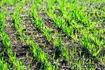 Young green small wheat or oat or rye seedlings growing on a agricultural field in spring lit by morning sun. Rows of rye sprouts growing in the soil