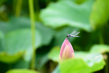 大賀ハスの蕾と蜻蛉
