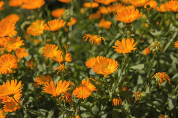 Orange Flower. Calendula, marigold blooms. The ripening of the seeds...