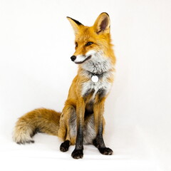 Obraz premium Red fox sits on a white background 