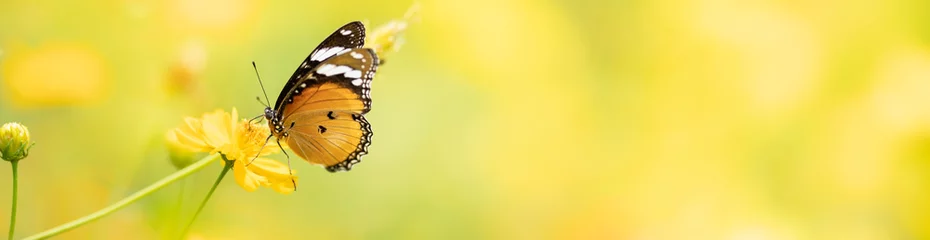 Foto op Aluminium Aard van vlinder en bloem in de tuin met als achtergrond vlinders dag voorblad of banner sjabloon brochure bestemmingspagina behang ontwerp © Fahkamram