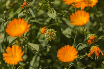 Orange Flower. Calendula, marigold blooms. The ripening of the seeds...