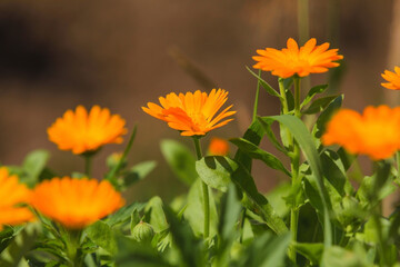 Calendula on a flower bed in the middle of summer in Siberia.