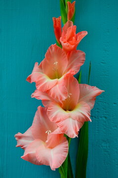 Pink gladiolus or sword lily flower.  Coral color gladiolus flower on old blue wooden wall background. Beautiful pink gladiolus flower from summer garden. Macro colorful pink sword lily (gladiole)