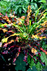 
various types of plants green, yellow, red, purple, white, prickly, sharp, bumpy, patterned, texture