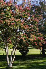 Fototapeta na wymiar Vertical image of a multi-stemmed seven sons tree (Heptacodium miconoides) in fall, after the white flowers have fallen, showing the abundant, rosy pink calyces