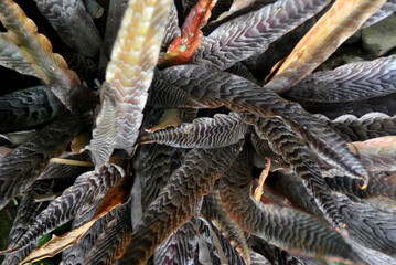 
various types of plants green, yellow, red, purple, white, prickly, sharp, bumpy, patterned, texture