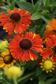 Vertical image of 'Mardi Gras' sneezeweed (Helenium 'Mardi Gras'), also known as Helen's flower or sneezeweed, in flower