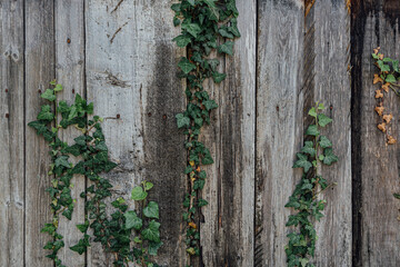 Old fence of wooden boards with ivy plant and rusty nails