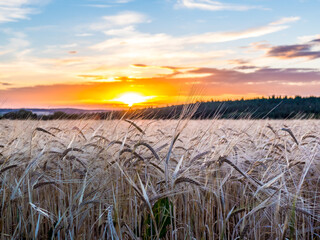 Weizenfeld bei Sonnenuntergang