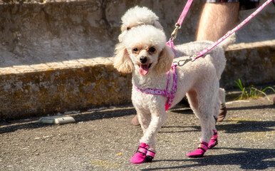 Poodles de sapatinhos andando com o dono no asfalto