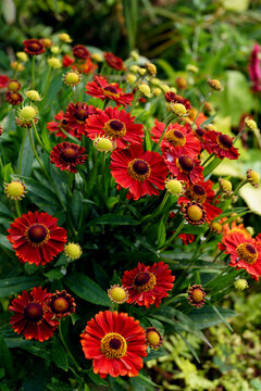 Vertical image of the red flowers of 'Mariachi Salsa' helenium (Helenium 'Mariachi Salsa'), also known as sneezeweed or Helen's flower