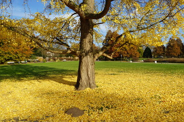 Ginkgo Baum im Herbst