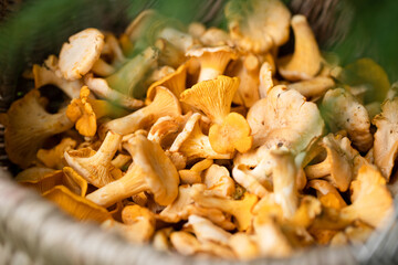 Mushrooms Of Chanterelle In Basket In Forest Close Up.