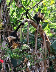 Capuchin monkey family in the jungle