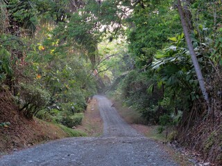 road in the jungle