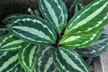 Obraz premium various types of plants green, yellow, red, purple, white, prickly, sharp, bumpy, patterned, texture