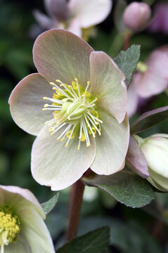Vertical closeup of the single flower of Moonlit Marble Lenten rose (Helleborus &times; ballardiae 'HGC Spring Party')