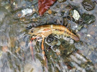 shrimp in a river