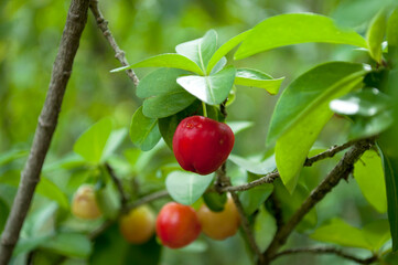 The red cherries that were eaten by the worm.Acerola Malpighia glabra Malpighiaceae rich in vitamin C
