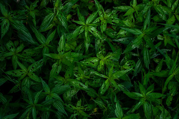A tree that has been eaten by a worm by a tree. For use in making the background.