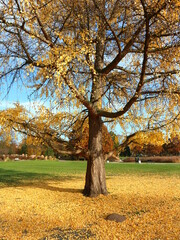 Fototapeta premium Baum im Herbst | gelbe Blätter 
