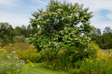 Fototapeta na wymiar Horizontal image of deciduous seven sons tree (Heptacodium miconoides) in full flower in a garden/landscape setting