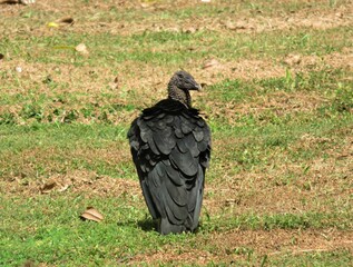 Black vulture