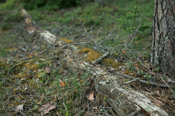 Naklejka na ściany i meble Old fallen tree in forest. Tree bark covered with moss. Horizontal shot of log and branches lying on grass in woods. Environment, nature, season, summer, autumn and forestry concept