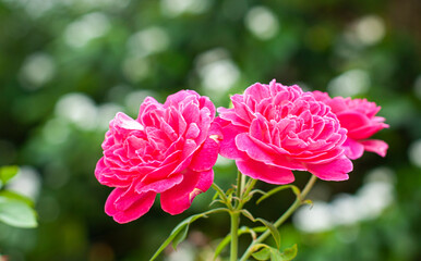 Close up de duas rosas no jardim isoladas com fundo desfocado