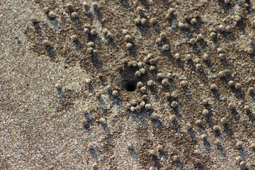 texture, sand, pattern, beach, illustration, travel, infinite, creatures, surface, brown, closeup 