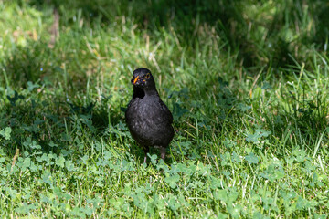 Common Blackbird also known as Turdus merula.