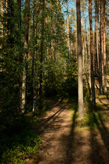 Fototapeta na wymiar Vertical image of amazing forest with tall pine trees and birches. Mysterious morning in mixed woods, sunshine and dancing shadows. Nobody around. Wilderness, nature and environment concept