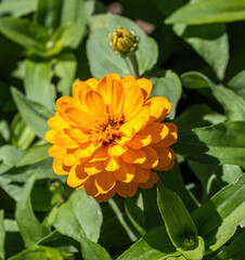  Zinnia flower in the summer garden. Close-up.