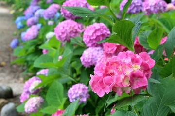 鮮やかな濃いピンク色の紫陽花（高知県　のいちあじさい街道）