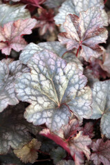 Vertical closeup of the foliage (leaves) of 'Plum Pudding' alumroot (Heuchera 'Plum Pudding')