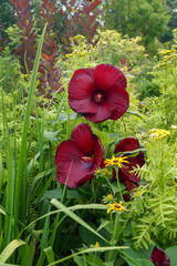 'Heartthrob' hardy hibiscus (Hibiscus) in a garden with 'Isla Gold' tansy (Tanacetum vulgare), orange coneflower (Rudbeckia fulgida), and foliage of 'Gerald Darby' iris (Iris x robusta) © Nancy J. Ondra