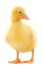 One little gosling.